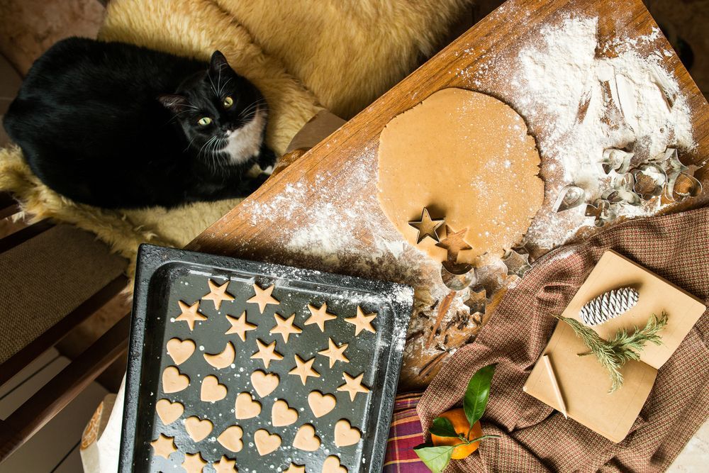 świąteczna dieta dla kota