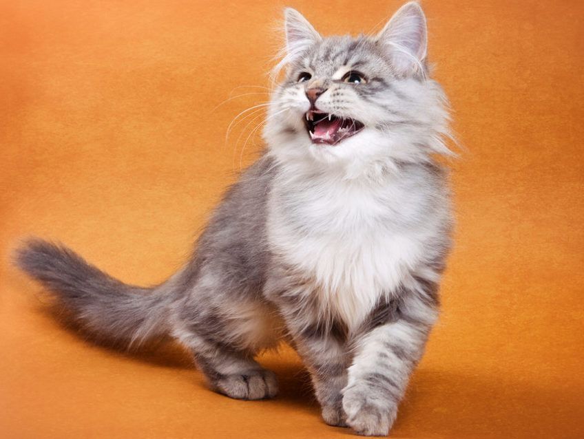biało szary kot miauczy na brązowym tle