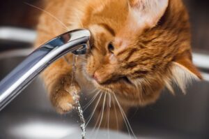 Jak kot pije wodę, a jak pies