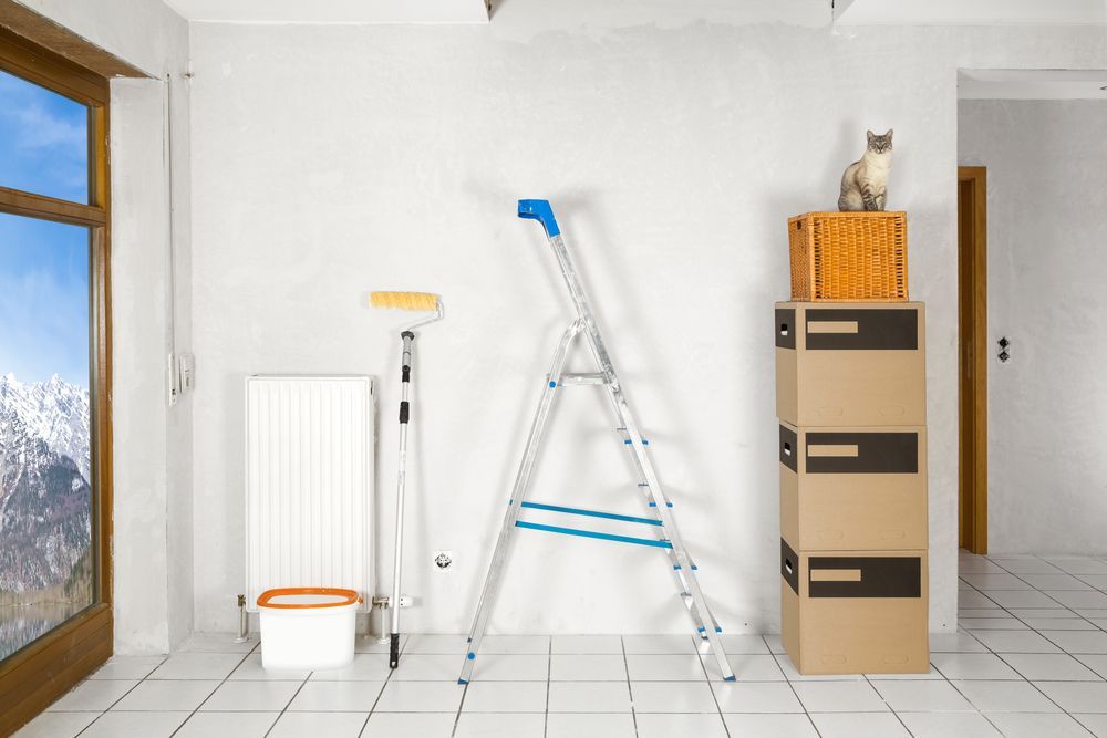 kot w remontowanym mieszkaniu