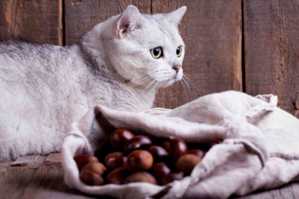 czy kasztany są trujące dla kotów