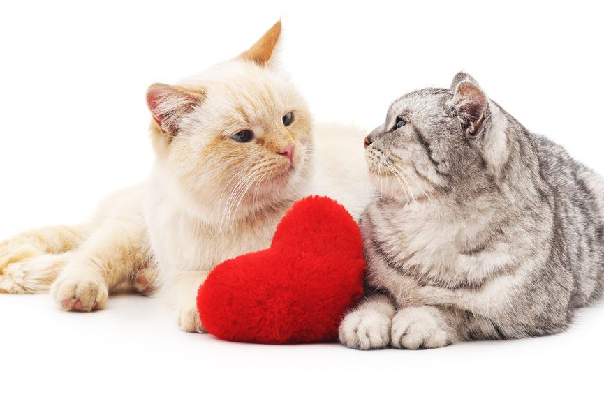 dwa koty i serce
