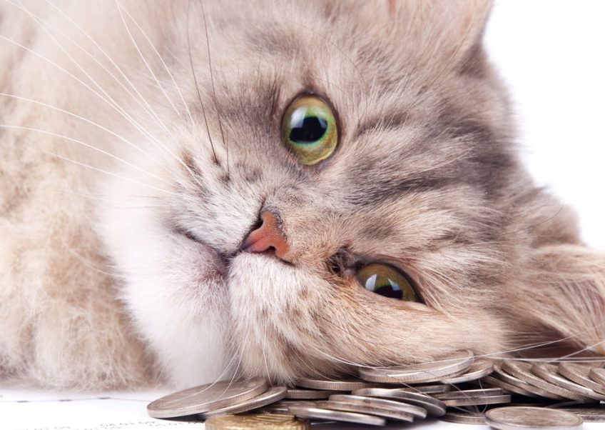 kot z monetami