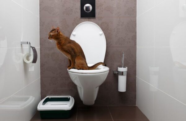 Kot załatwia się do toalety