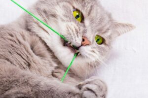 kot połknął sznurek