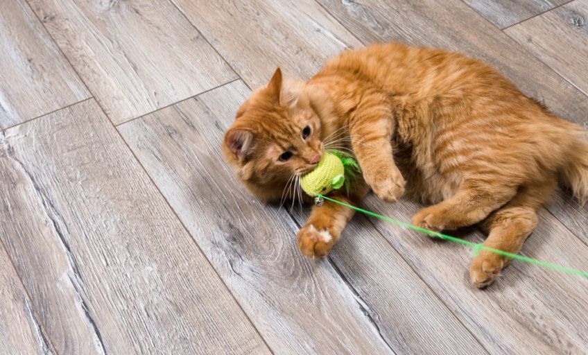 bawiący się rudy kot