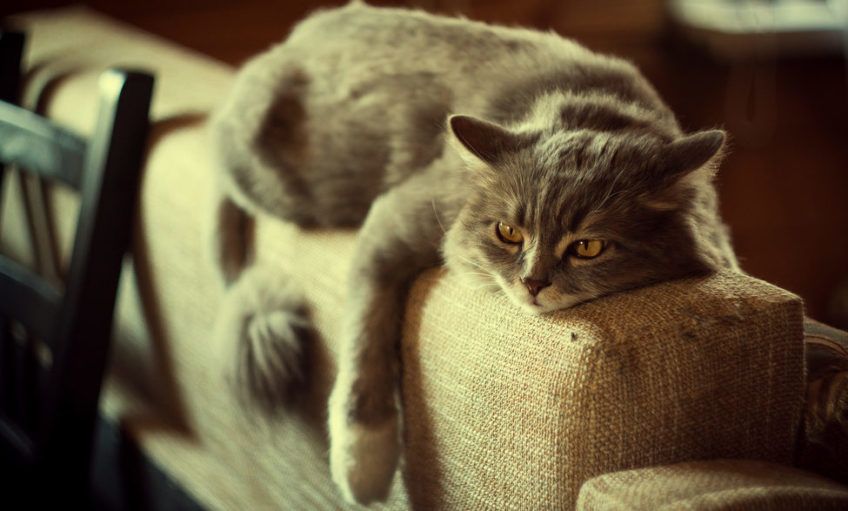 Kot leży na oparciu sofy i ma położone uszy na boki