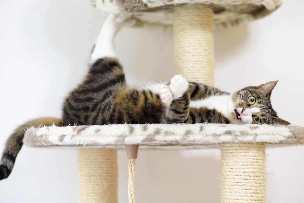 kot leży na drapaku