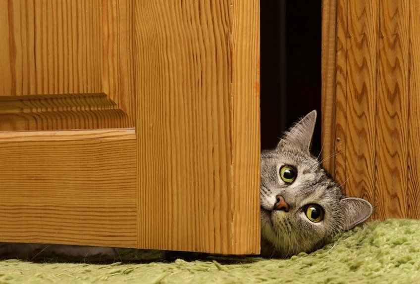 kot wygląda zza drzwi