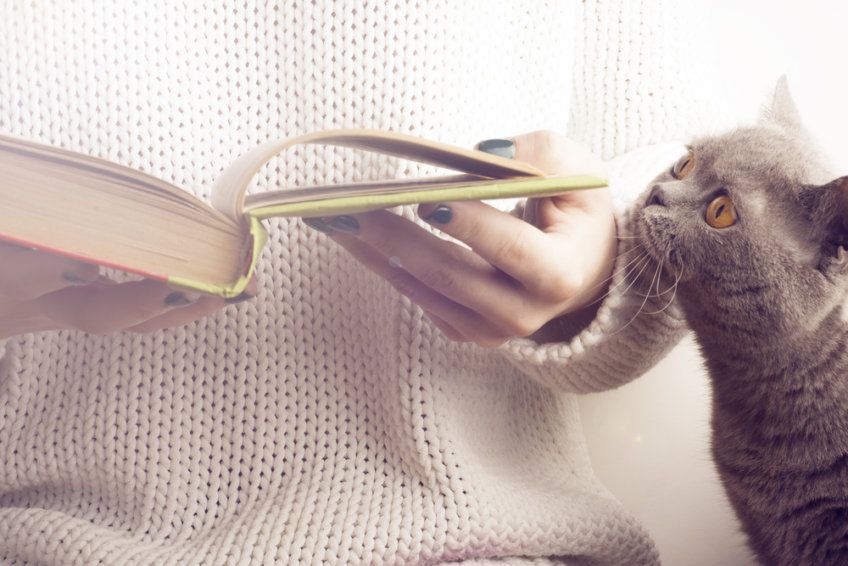 kot czyta książkę