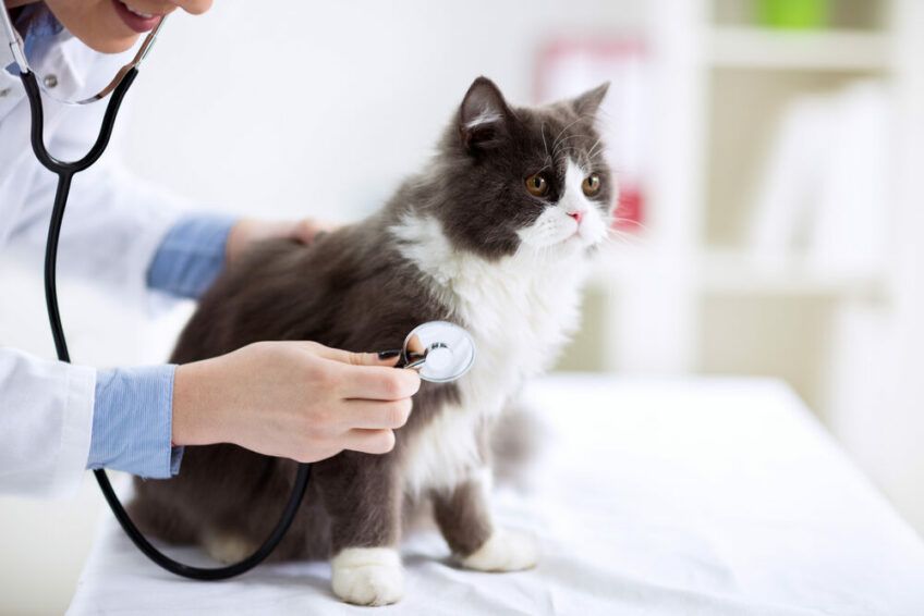 kot u weterynarza