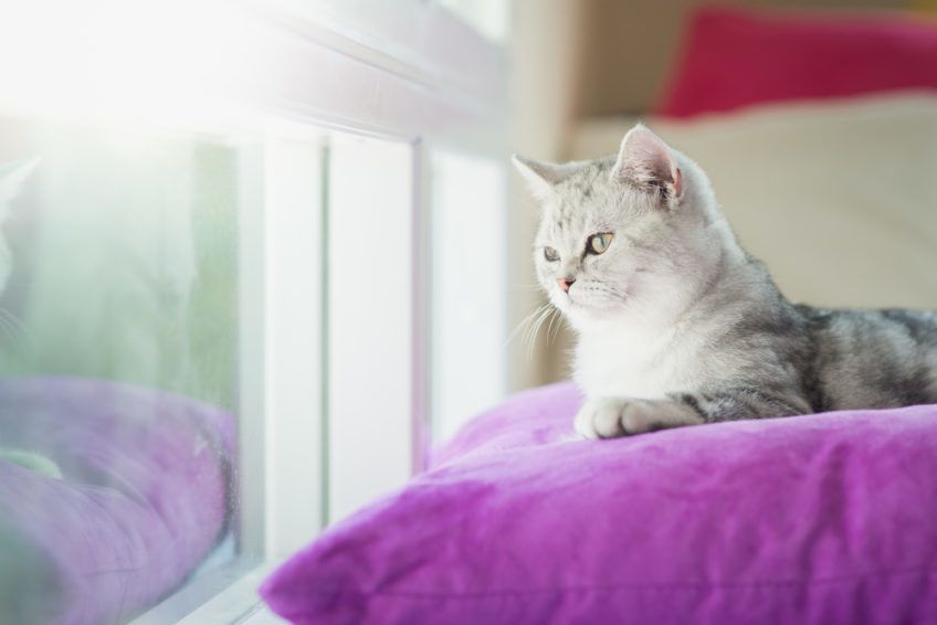 Kot leży na poduszce i spogląda przez okno