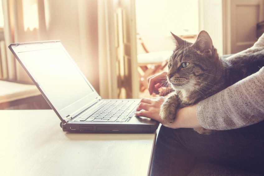 kot na kolanach u pani 