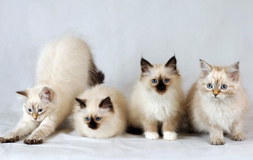 Cztery kotki rasy Neva Masquerade