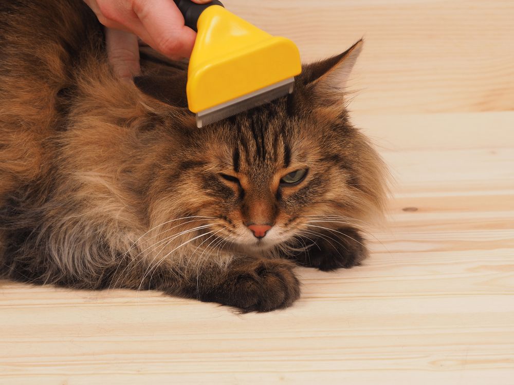 czesanie kota furminatorem