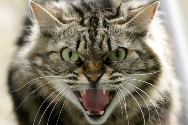 Dlaczego mój kot poluje i jakie to może mieć konsekwencje dla środowiska?