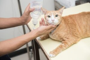 terapia płynami dla kota