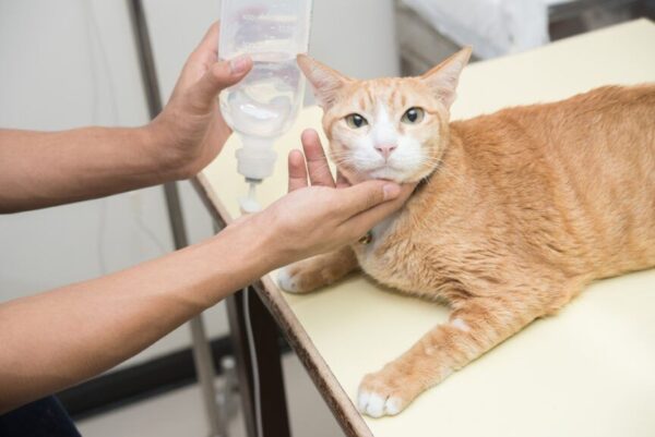 terapia płynami dla kota