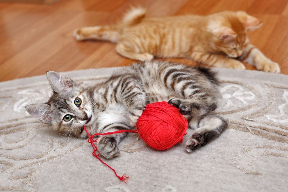 kot kurylski bobtail, bawiące się kocięta