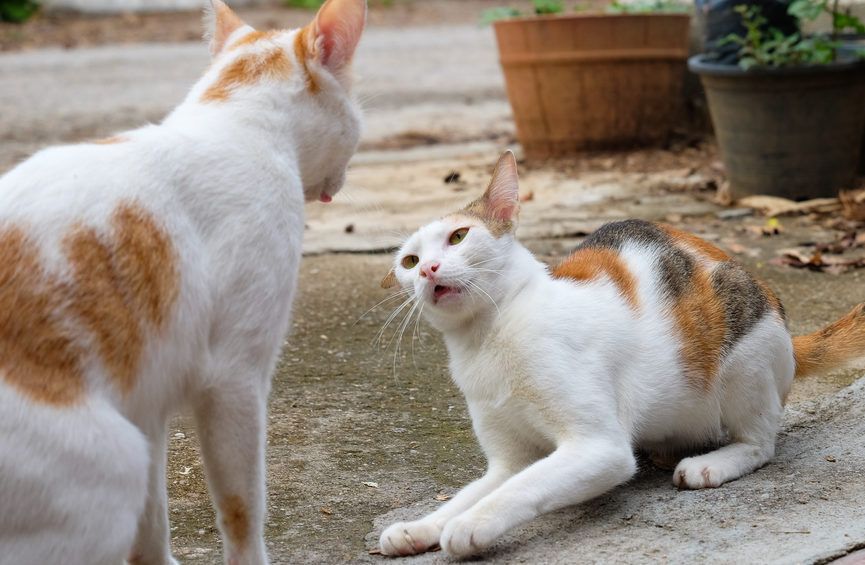 dwa walczące koty