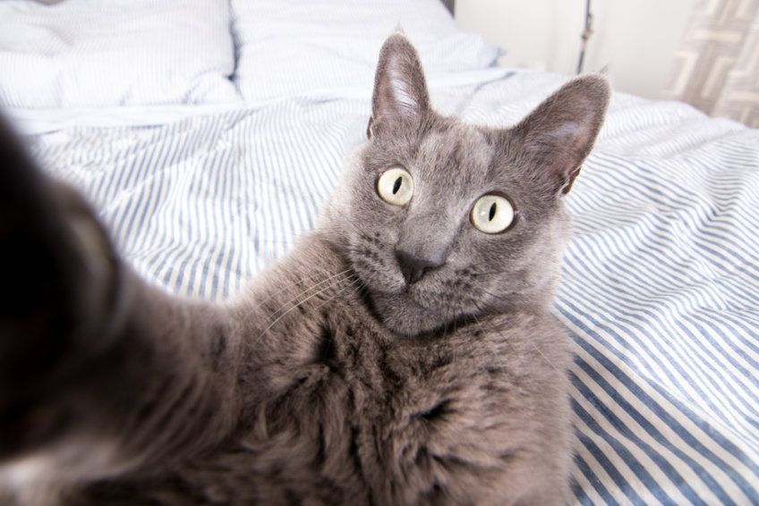 cat selfie