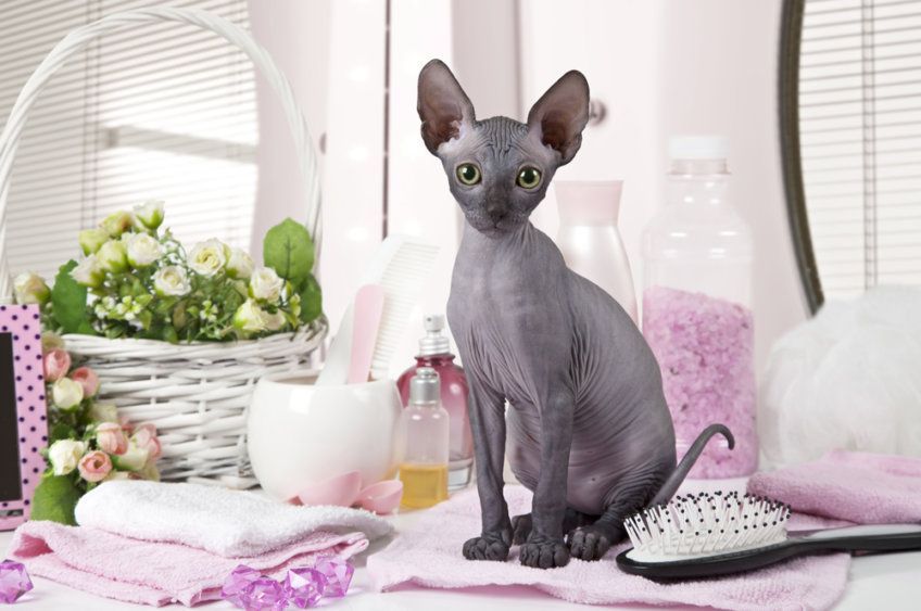 szary sfinks na toaletce