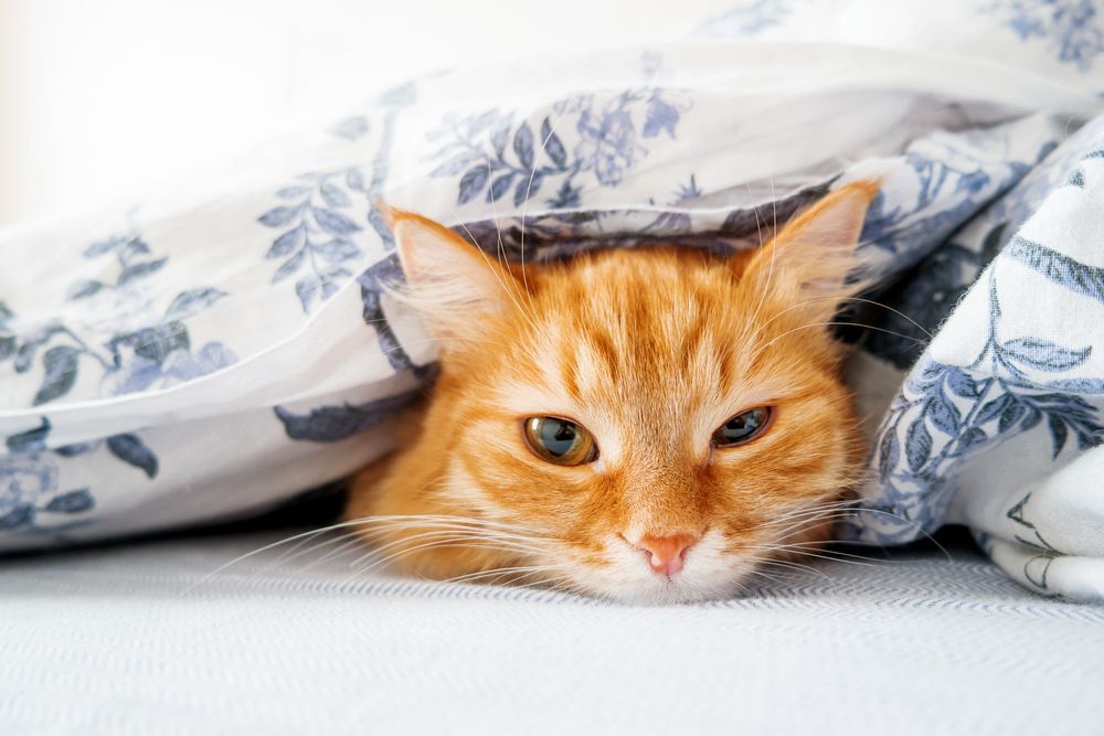 kot schowany w pościeli