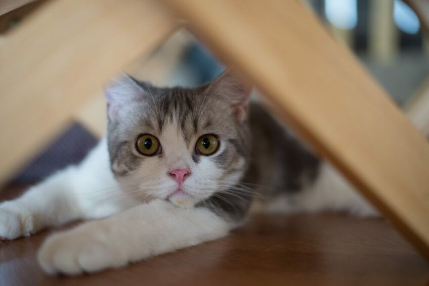 rasy z kręconą sierścią