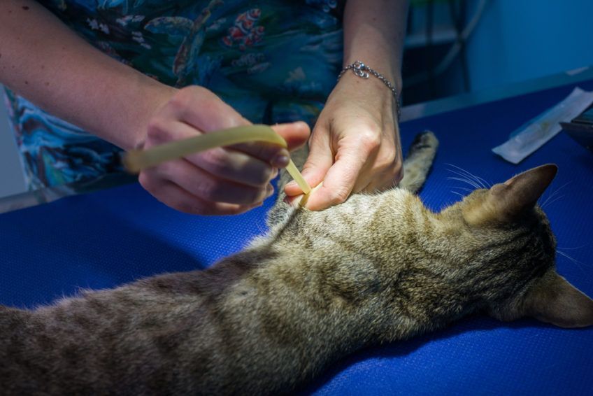 zabieg u kota - przygotowania