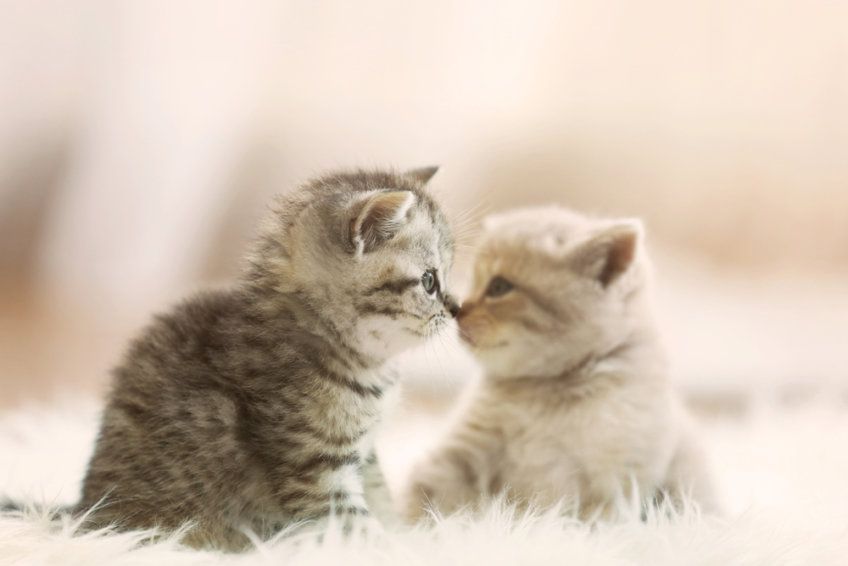 dwa śliczne małe kotki