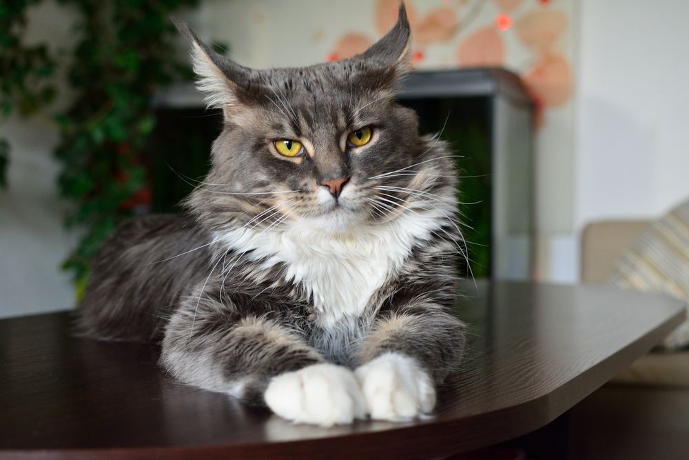 kot wchodzi na stół