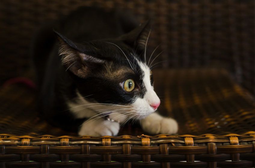 przestraszony biało czarny kot