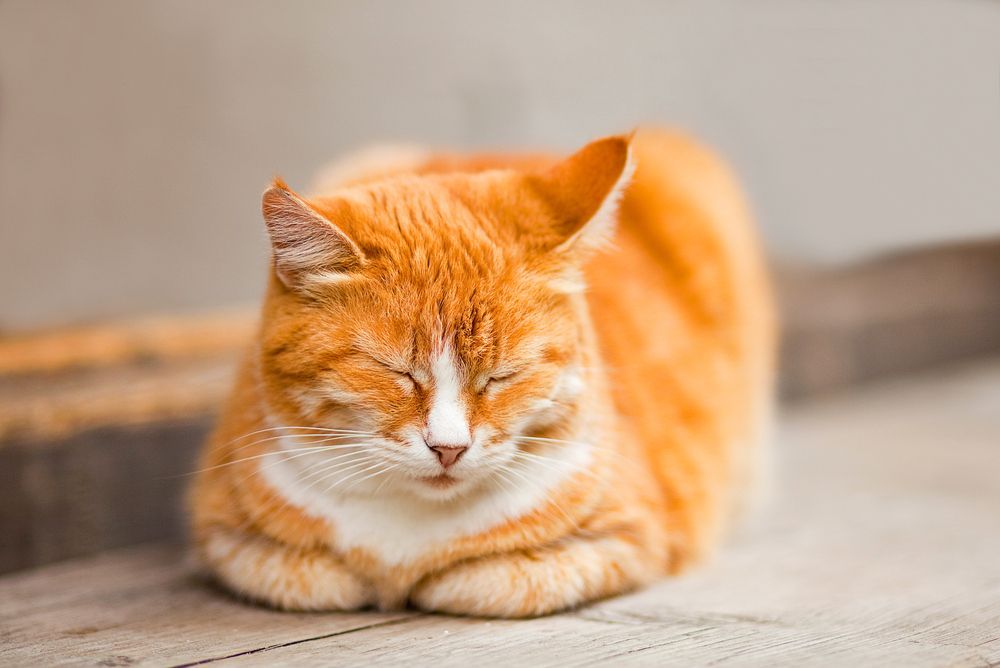 kot drzemie w pozycji na sfinksa