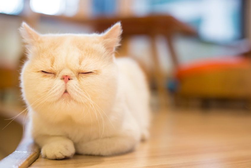 kot egzotyczny krótkowłosy dla ryby