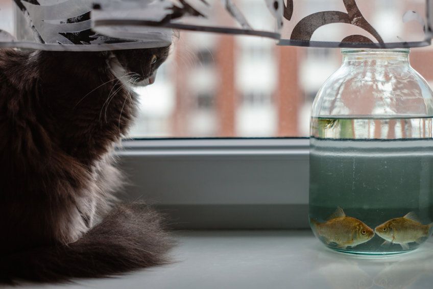 kot obserwuje rybki