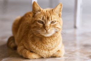 zachowanie kota po kastracji