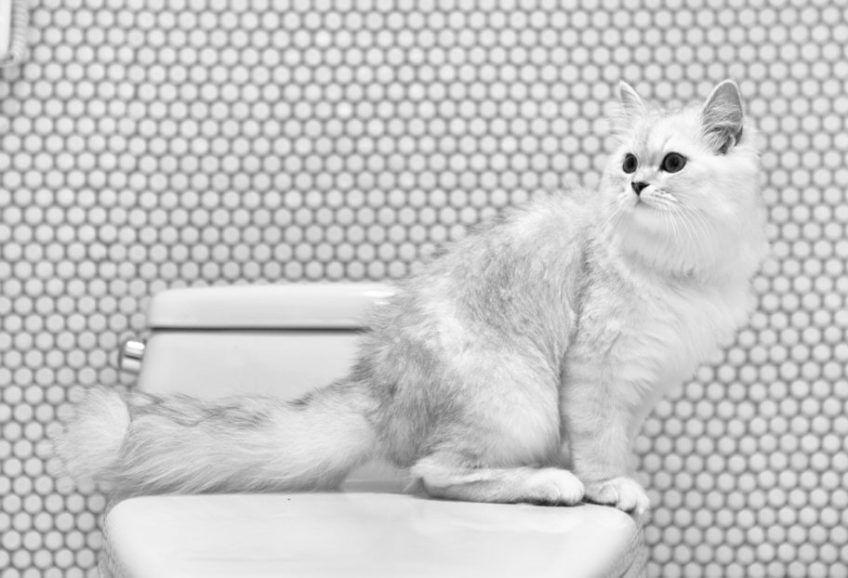 Kot siedzi na toalecie