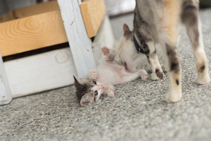 kocia mama myję swoje dziecko