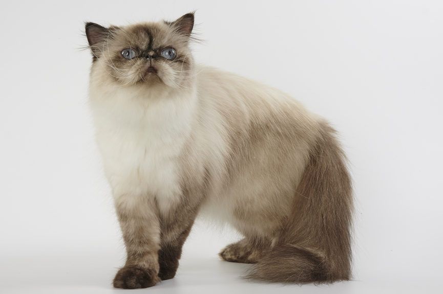 kot himalajski pers colorpoint