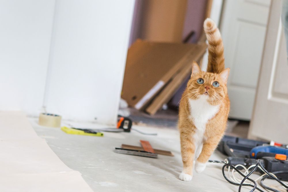 kot w remontowanym mieszkaniu