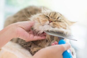 czesanie sierści kota szczotką