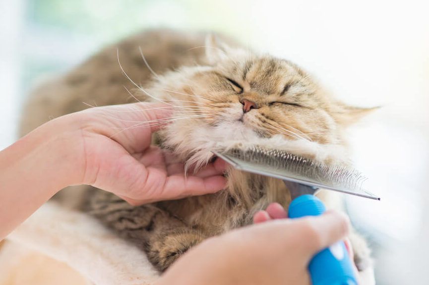 czesanie sierści kota szczotką
