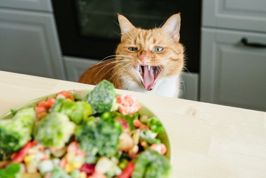 kot siedzi przy stole 