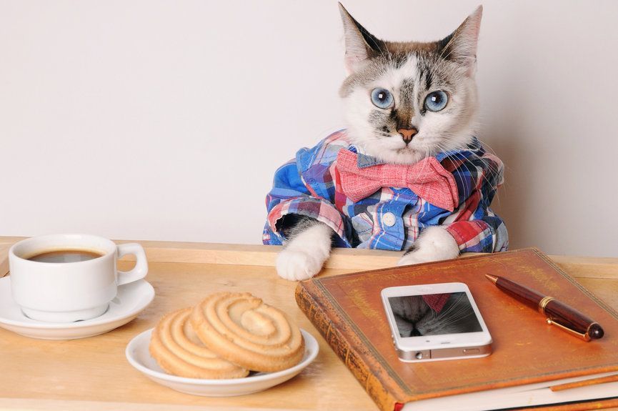 kot to też człowiek