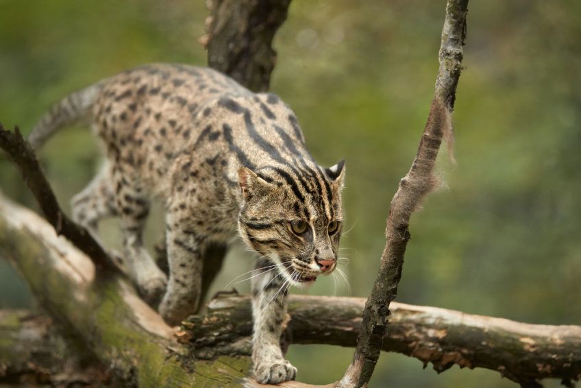 fishing cat