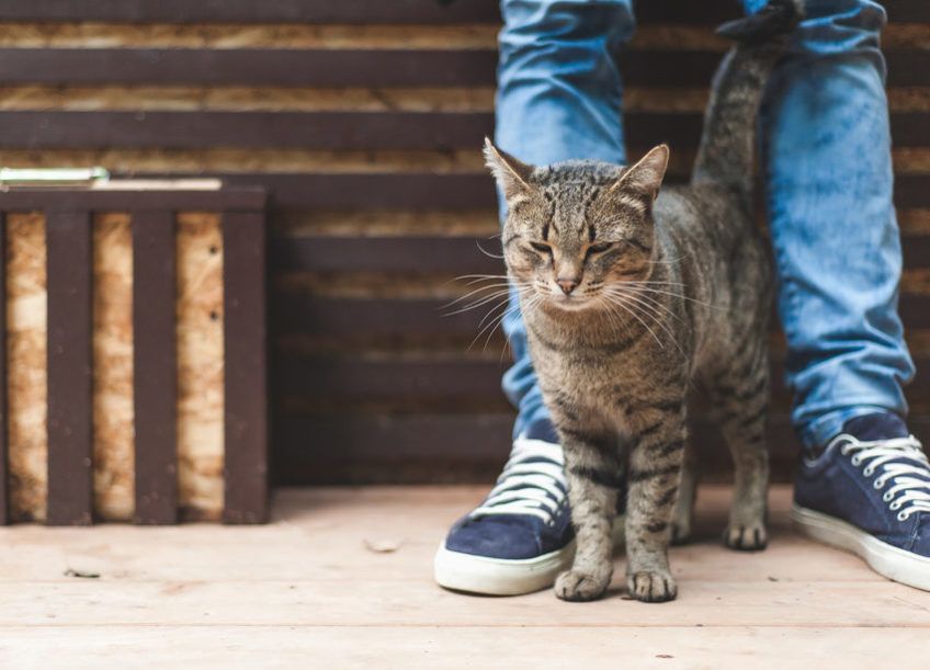 Zadowolony kot ociera się o nogi