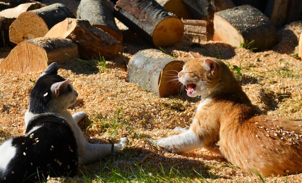 kot syczy na drugiego kota