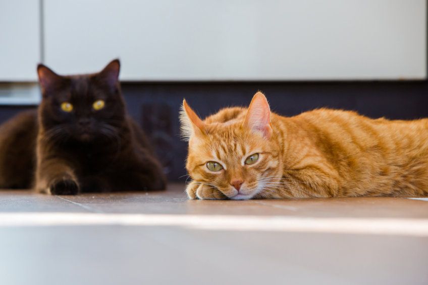 dwa koty w domu