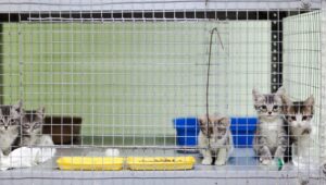 kocięta w klatce w schronisku