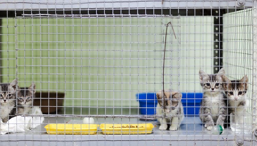 kocięta w klatce w schronisku